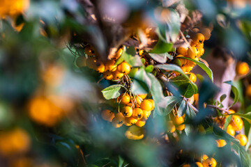 Firethorns close up shot