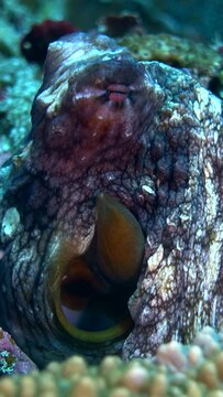 Reef octopus (Octopus Cyanea) head out of a hole