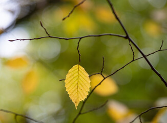 Autumn leaf in the forest