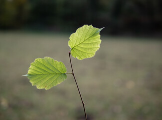 green leves in the forest
