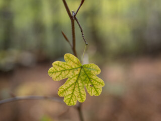 Autumn leaf in the forest