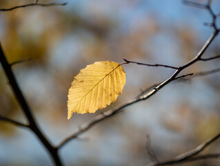 Autumn leaf in the forest