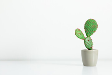 Cactus in pot on white shelf. Minimum house plants background. 