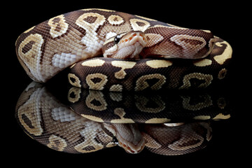 ball phyton snake, beauty of snake skin pattern and head with black reflection, animals closeup