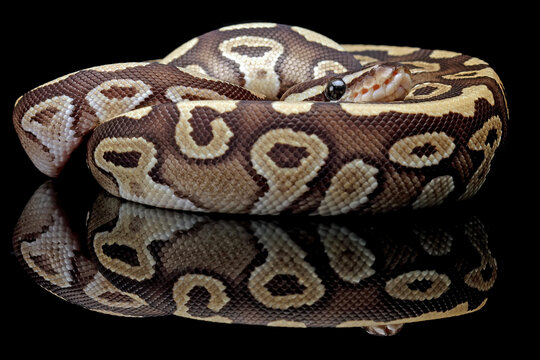 ball phyton snake, beauty of snake skin pattern and head with black reflection, animals closeup