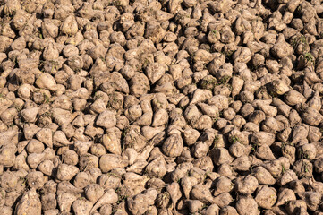Pile of harvested sugar beets, beta vulgaris in Zellik, Belgium