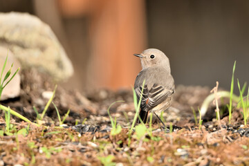 colirrojo tizón (Phoenicurus ochruros)​ en el estanque del parque. Marbella Andalucía España