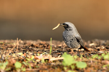  colirrojo tizón macho (Phoenicurus ochruros)​ comiendo en el  suelo del parque. Marbella Andalucía España