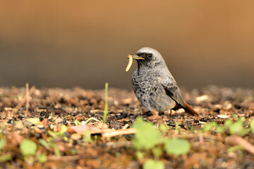  colirrojo tizón macho (Phoenicurus ochruros)​ comiendo en el  suelo del parque. Marbella Andalucía España