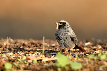  colirrojo tizón macho (Phoenicurus ochruros)​ comiendo en el  suelo del parque. Marbella Andalucía España