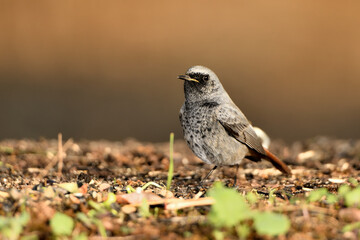  colirrojo tizón macho (Phoenicurus ochruros)​ comiendo en el  suelo del parque. Marbella Andalucía España