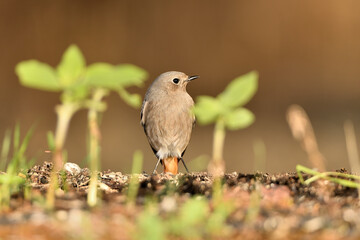 colirrojo tizón hembra (Phoenicurus ochruros)​ en el suelo del  bosque. Marbella Andalucía España