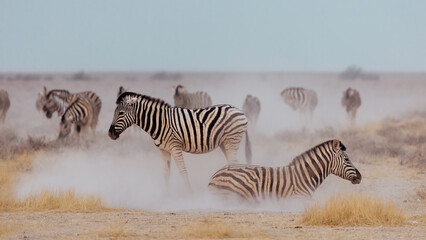 Fototapeta na wymiar A herd of zebras in the Etosha National Park. Namibia
