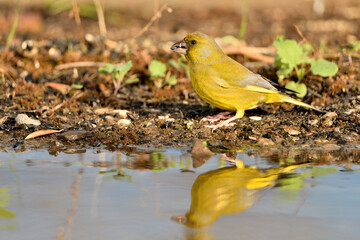  verderón europeo o verderón común​ (Chloris chloris)​ reflejado en el estanque y bebiendo agua. Marbella Andalucía España