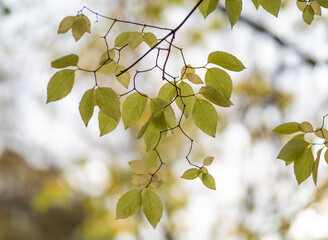 Autumn leaf in the forest