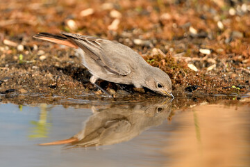  colirrojo tizón (Phoenicurus ochruros)​ en el estanque del parque bebiendo y reflejado en el agua. Guaro Andalucía España