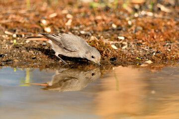  colirrojo tizón (Phoenicurus ochruros)​ en el estanque del parque bebiendo y reflejado en el agua. Guaro Andalucía España