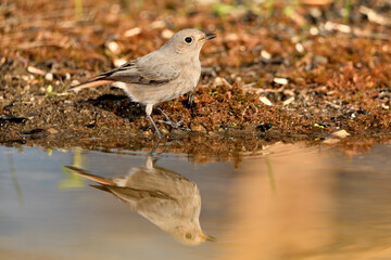  colirrojo tizón (Phoenicurus ochruros)​ en el estanque del parque bebiendo y reflejado en el agua. Guaro Andalucía España