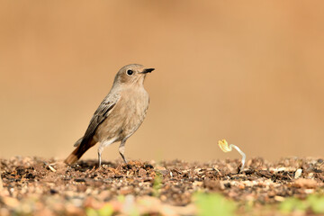  colirrojo tizón (Phoenicurus ochruros)​ en el suelo del parque. Guaro Andalucía España