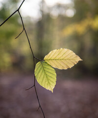 Autumn leaf in the forest.