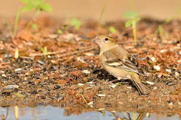 pinzón vulgar (Fringilla coelebs) en el estanque bebiendo y reflejado en el agua. Marbella Andalucía España