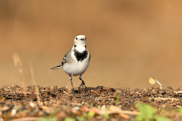 lavandera blanca​ o aguzanieves comiendo en el estanque del parque (Motacilla alba). Marbella Andalucía España