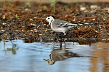 lavandera blanca​ o aguzanieves  bebiendo bañándose y comiendo en el estanque del parque (Motacilla alba). Marbella Andalucía España