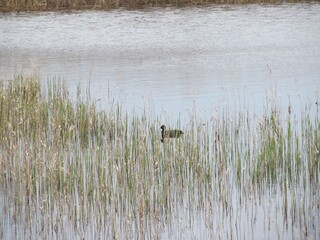 Birds swim in a lake of water in nature