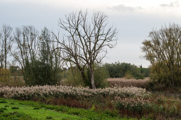 Nature reserve with bare autumn trees, wild vegetation and grass, Berlare, Belgium