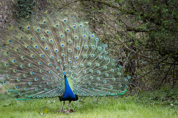 Obraz premium Beautiful peacock with feathers out. Bird displaying its plumage.