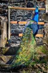 Obraz premium Colourful plumage of a peacock bird in the farm
