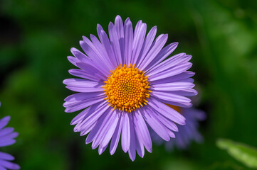 Fototapeta premium Aster tongolensis beautiful groundcovering flowers with violet purple petals and orange center, flowering plant in bloom