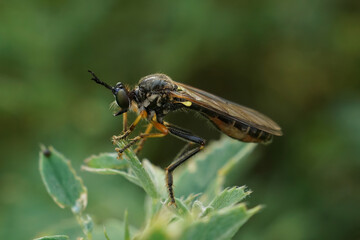Closeup on the common red-legged robberfly, Dioctria rufipes sittting on top of vegetation