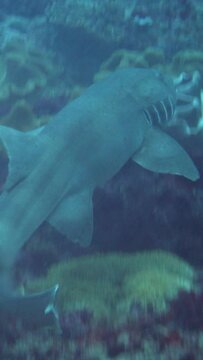Tawny nurse shark (Nebrius ferrugineus) swimming over coral reef