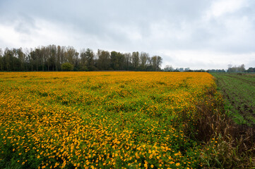 Orange blooming flowers in a green field at the Flemish Countryside around Dendermonde, Belgium