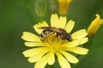 Closeup on a small furrow bee, Lasioglossum on a yellow flower in the garden