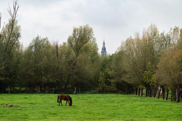Horse grazing in green fields around Geizegem, Belgium