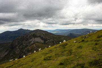 Fototapeta na wymiar Sheep on the top of the Mourne Mountains hills. Panoramic view of the landscape at Mourne Mountains. Northern Ireland, UK