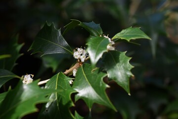 False holly ( Osmanthus heterophyllus ) flowers.
Oleaceae Dioecious evergreen tree. Sweet-scented white florets bloom from October to December.