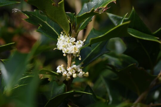 False holly ( Osmanthus heterophyllus ) flowers.
Oleaceae Dioecious evergreen tree. Sweet-scented white florets bloom from October to December.