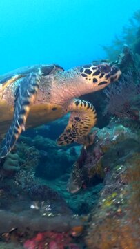 Hawksbill turtle (Eretmochelys imbricata) swimming on USAT Liberty Wreck