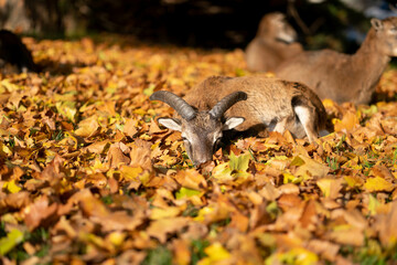 Muflons resting on leaves in the area of the IKEM hospital in Prague. Autumn photo.