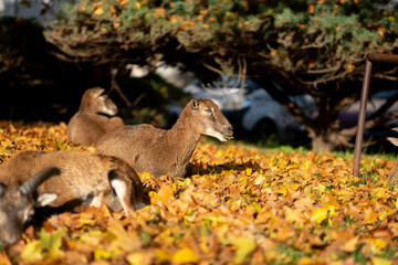 Muflons resting on leaves in the area of the IKEM hospital in Prague. Autumn photo.