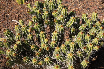 View on a cactus in a park in the south of Gran Canaria