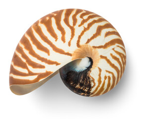 empty natural striped nautilus shell (nautilus pompilius), isolated ocean design element, top view...