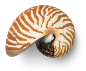 empty natural striped nautilus shell (nautilus pompilius), isolated ocean design element, top view / flat lay for your scenes