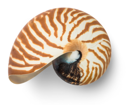 empty natural striped nautilus shell (nautilus pompilius), isolated ocean design element, top view / flat lay for your scenes