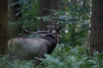 Cerf