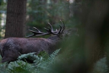 Cerf