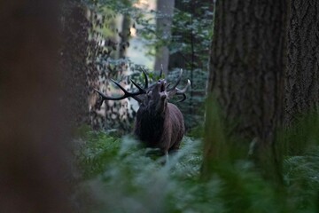 Cerf